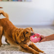 Load image into Gallery viewer, A golden retriever on a patterned rug playfully bites a Play Pup Cup Cafe Doughboy Donut Toy held in a person's hand in a brightly lit indoor setting.
