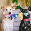 Load image into Gallery viewer, Two dogs, both holding the Play’s Party Animal Tug n’ Party Banner colorful dog toy in their mouths, while sitting indoors with balloons in the background
