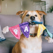 Load image into Gallery viewer, Dog holding Tug n' Party Banner - a colorful dog toy with PARTY letters in its mouth in front of a gray couch
