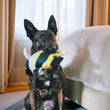 Load image into Gallery viewer, Dog sitting in front of a bed holding Play's Ocean Buddies Moorish Idol fish dog toy in its mouth.
