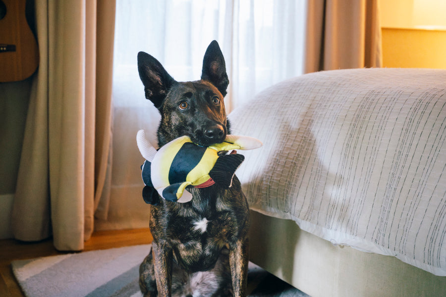 Moorish Idol Fish - Dog Plush Toy from Play Pet Brands