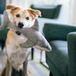 Load image into Gallery viewer, Dog holding Play’s Ocean Buddies Great White Gabe shark-shaped toy in its mouth in the living room
