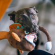 Load image into Gallery viewer, Dog playing with Play’s Ocean Buddies Angler Fish toy
