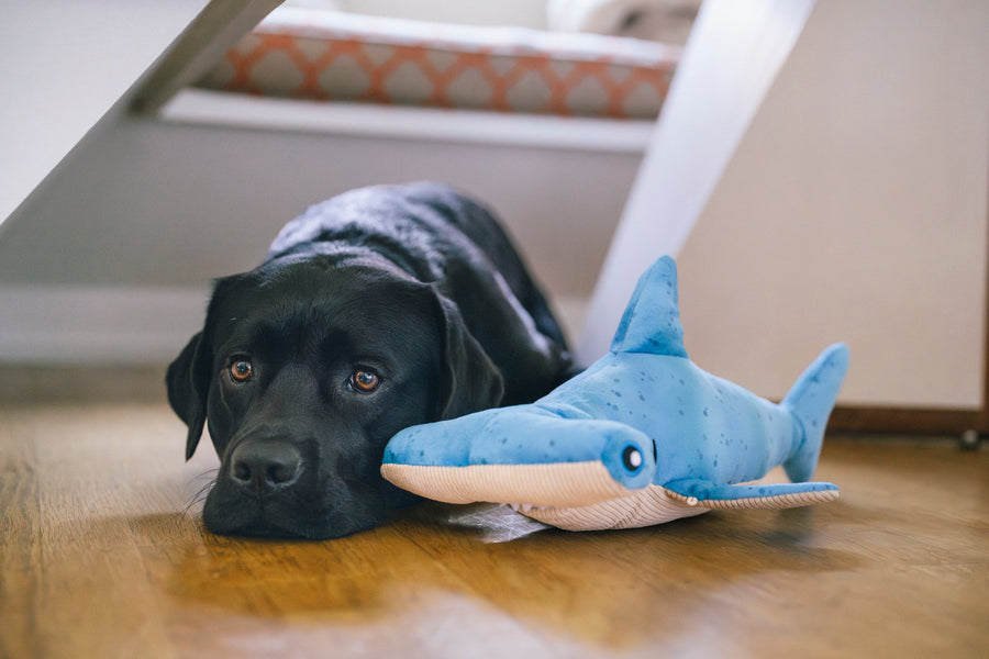 Bonk the Hammerhead Shark Plush Dog Toy - Play Pet Brands