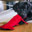 Load image into Gallery viewer, Black dog playing with Play’s Ocean Buddies Lemmy the Lobster dog toy on a wooden floor.
