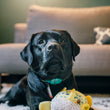 Load image into Gallery viewer, Black dog sitting with Play's Ocean Buddies Puffer Fish in between its front paws in a living room setting
