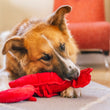 Load image into Gallery viewer, Dog playing with Play’s Ocean Buddies Lemmy the Lobster dog toy on a carpeted floor.
