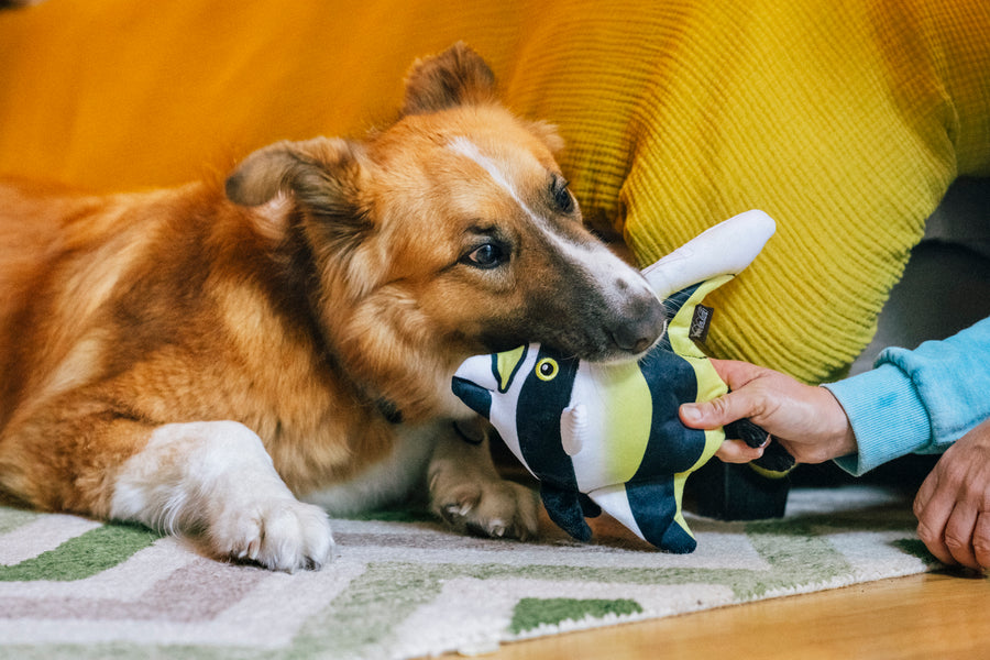 Moorish Idol Fish - Dog Plush Toy from Play Pet Brands