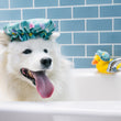 Load image into Gallery viewer, P.L.A.Y. Splish Splash Collecton - Shower Quack Toy on top of fluffy dog's head with tongue out in bathtub with blue tile
