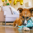 Load image into Gallery viewer, Dog playing with Play’s Party Animal Yappy Party Hat - a turquoise polka dot dog toy on a wooden floor in living room

