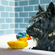 Load image into Gallery viewer, P.L.A.Y. Splish Splash Collection - scruffy black dog in tub with duck toy on rim nose-to-nose
