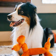 Load image into Gallery viewer, Fluffy dog with Play’s Party Animal Balloon Buddy, an orange dog-shaped toy on its front paws on a carpeted floor indoors

