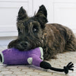 Load image into Gallery viewer, P.L.A.Y. Splish Splash Collection - scruffy black dog laying on bathroom tile with head resting on hair dryer toy

