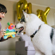 Load image into Gallery viewer, Dog mom playing with a big, white fluffy dog and Play’s Party Animal Fiesta Fetch Piñata, a colorful dog toy, indoors with gold balloons in the background
