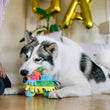 Load image into Gallery viewer, Big white, fluffy dog biting with Play’s Party Animal Fiesta Fetch Piñata, a colorful dog toy indoors, with balloons and a dog mom in the background
