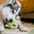 Load image into Gallery viewer, Big white fluffy dog playing with Play's Ocean Buddies Puffer Fish on a rug

