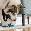 Load image into Gallery viewer, Dog licking out the treats of the mouth of Play’s Ocean Buddies Bonk the Hammerhead dog toy on the living room floor.
