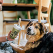 Load image into Gallery viewer, Dog dad holding a Fog City Pet x Play Matcha Boba dog toy with a dog sitting next to them in a casual setting.
