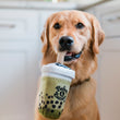 Load image into Gallery viewer, A dog holding the Fog City Pet x Play Matcha Boba by a straw in its mouth in a kitchen setting.
