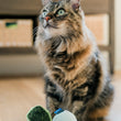 Load image into Gallery viewer, Cat sitting with Fog City Pet x Feline Frenzy Matcha Meows toy set in front of its paws on a wooden floor
