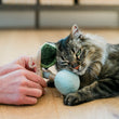Load image into Gallery viewer, Cat playing with the Fog City Pet x Feline Frenzy Matcha Meows toy set on a wooden floor with their human holding the toys
