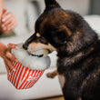 Load image into Gallery viewer, P.L.A.Y. Hollywoof Cinema Poppin' Pupcorn Toy - little black dog biting a kernal out of the box while dog mom is holding on

