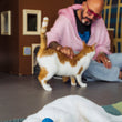 Load image into Gallery viewer, Jackson Galaxy sitting on the floor, petting a white and orange cat standing near a brown cardboard house, while another white cat lies on a teal rug in the foreground playing with the microphone toy from the Jackson Galaxy x Feline Frenzy Mic Drop Duo.
