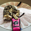 Load image into Gallery viewer, Cat laying on rug pawing at the Jackson Galaxy x Feline Frenzy The Stomp Box Kicker toy with tongue out
