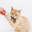 Load image into Gallery viewer, Cat interacting and pawing the mushroom slice in P.L.A.Y. Feline Frenzy Purrfectly Fungi toy set with a person's hand holding it on a white background
