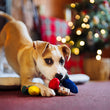 Load image into Gallery viewer, A tan-and-white puppy lies on a red carpet in a cozy living room, chewing on the Play Merry Minis Twinkly Tugger, a red-and-blue toy with a yellow ball at its paws. A blurred Christmas tree with warm lights is in the background.
