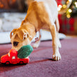 Load image into Gallery viewer, A small tan dog on a burgundy carpet in a cozy living room, biting a Play Merry Minis Holiday Hauler red toy truck with a green plush Christmas tree attached.
