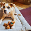 Load image into Gallery viewer, A light tan and white dog lies on a cream-colored pet bed, looking at the camera while holding a small gingerbread cookie toy from the Play Merry Minis Collection. The dog is in a cozy indoor setting with a wooden floor and a burgundy rug in the background.
