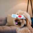 Load image into Gallery viewer, P.L.A.Y. Hollywoof Cinema 3-Dog Glasses Toy - Goldendoodle wearing them on his face smiling in living room
