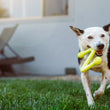 Load image into Gallery viewer, A dog running with P.L.A.Y. ZoomieRex SuperZag Toy in green in its mouth on the grass
