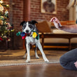 Load image into Gallery viewer, A black-and-white dog stands on a rug in a living room, holding the Play Merry Minis Twinkly Tugger, a colorful Christmas-themed chew toy, in its mouth. A person kneels beside the dog, and a decorated Christmas tree is visible on the left.
