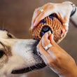 Load image into Gallery viewer, A close-up lifestyle shot of a person's hands holding the Play Berry Blast Muffin, a plush muffin-shaped dog toy, stuffing dog treats into the bottom of a treat dispenser opening.

