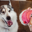 Load image into Gallery viewer, A big white and gray dog looking at the Play Sugar Rush Cupcake, a plush cupcake toy, while a person is inserting treats inside the treat-dispensing ball on the bottom, in a warm indoor setting.

