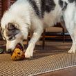Load image into Gallery viewer, A big white and gray dog playing with the Play Berry Blast Muffin, a plush muffin-shaped dog toy, on a woven rug in an indoor setting, with a person's leg and hand visible on the left.
