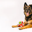 Load image into Gallery viewer, P.L.A.Y. Alien Buddies Astro Explorer Toy - big black and brown dog posing with toy between it's front paws while smiling into camera
