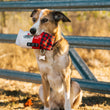 Load image into Gallery viewer, Cabot Creamery x P.L.A.Y. Seriously Sharp Squeaker in dog's mouth sitting in front of a metal farm gate staring into the distance
