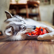 Load image into Gallery viewer, Dog chewing on P.L.A.Y.'s International Classic Slurp It Up Toy on a wooden floor
