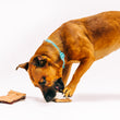 Load image into Gallery viewer, Camp Corbin Collection by P.L.A.Y. Gimme S'more Toy - long brown dog playing with one side of the toy with other piece in front of them
