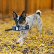 Load image into Gallery viewer, P.L.A.Y. 90s Classics Collection - 90s Are Calling Toy in small dog's mouth running through leaves outside
