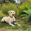 Load image into Gallery viewer, P.L.A.Y. Barnyard Buddies Harley the Horse sitting on grass in front of a yellow lab with both staring into the distance
