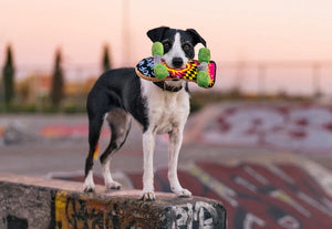 Kickflippin' K9: 90s Dog Toy by Play Pet Brands