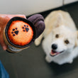 Load image into Gallery viewer, P.L.A.Y.'s Pup Cup Cafe Collection - Doggo's Java Toy being held by human with top off and fluffy white Corgi staring up at it
