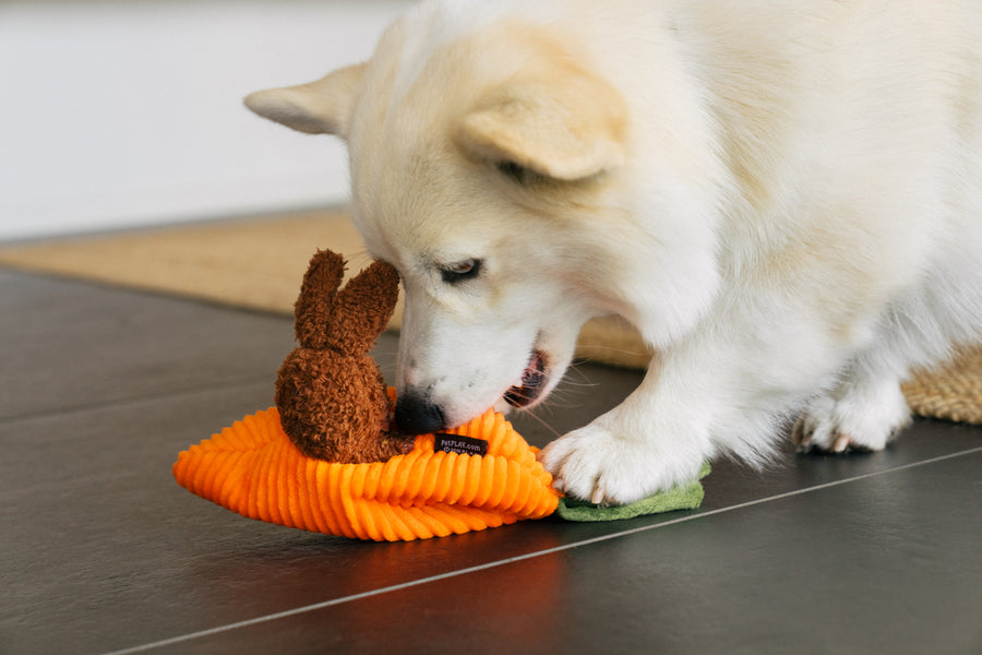 Funny Bunnies Dog Toy by Play Pet Brands