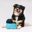 Load image into Gallery viewer, P.L.A.Y. Picked Fresh Blue Beg-rries Toy  sitting on white floor in front of a fluffy black and brown dog's front paws with the dog smiling
