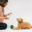 Load image into Gallery viewer, P.L.A.Y.'s Picked Fresh Veggie Munch Duo Toy Set: Dog Mom interacting with a dog by inserting a treat into pocket on bottom of cauliflower toy with dog staring up at her on a white background
