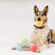 Load image into Gallery viewer, P.L.A.Y. Pup Cup Collection - Mutt-a-rons Toy with beautiful pup holding one yellow macaroon in mouth with box and other two down at the dog's paws

